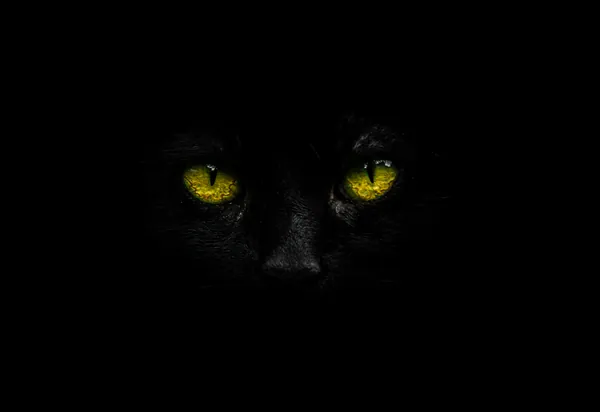 „Catwoman: White Knight” – 48 stron samych splashy i dziewięć żyć miłości Seliny i Bruce’a